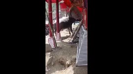 Rampaging buffalo attacks mourners at funeral in Indonesia
