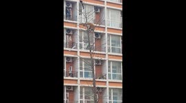 Cat's failed attempt to catch bird in Dalian, China
