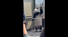 Performer in panda costume stuns onlookers in Hong Kong