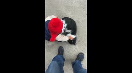 Cat playfully knocks over toddler in Shandong, China