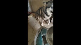 Husky confused by food prank in Shandong, China