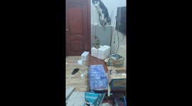 Pets wreak havoc in house in Jiangxi, China