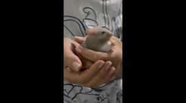 Mouse pet eating grain in Pereira, Colombia