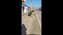 The cat is sitting on the dog beside the road