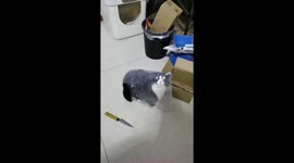 Cat in bubble wrap creates hilarious moment