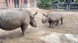 Rhino mother and son play fight with each other