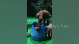 'Hardworking' orangutan family caught on camera doing laundry in zoo enclosure