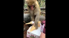 Monkey enjoys ice cream in Guizhou, China