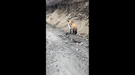 Fox bites traveler hand in Sichuan, China