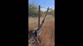Man's painstaking rescue of a deer that was trapped in fence for days