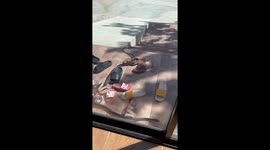 Snake slithers across sandals outside family's front door