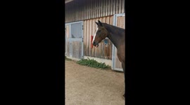 Relaxed Horse Thoughtlessly Bleps