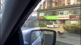 Pet dog chases owner along road in China