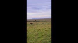 These is rongai pride hunting buffalo in early morning hours
