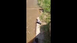 Exclusive- Pigeon slip-n-slide: Hilarious water pipe mishap goes viral