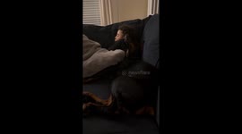 Little Kid Naps With His Doberman