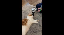 Carl Just Wants His Bonkies