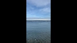 Crowd Reacts to Passing Orca Pod