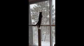 Kitty's First Snowfall