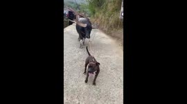 Funny and extraordinary moment A dog that looks strong in Indonesia pulls a large buffalo