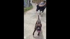 Funny and extraordinary moment A dog that looks strong in Indonesia pulls a large buffalo