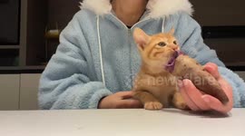 Chinese kitten adorably tries to eat hot sweet potato