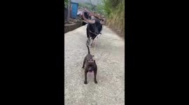 Pet dog takes a buffalo for a walk in Indonesia