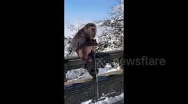 Monkey snatches phone and power bank out of Chinese tourist's hands and refuses to give it back
