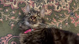Woman had leg amputated after tiny cat scratch led to horror infection