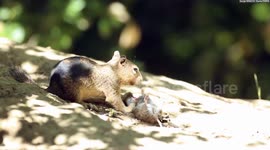 Watch your nuts: Killer squirrels spotted for first time