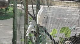 Funny albino parrot dancing in enclosure when heard Xmas song