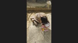 Adorable toddler cuddles sulcata tortoise in Zoo