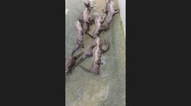 Adorable otters standing begging for food from zoo-goers