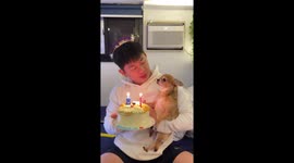 Pet chihuahua receives a birthday cake and sing song