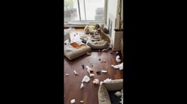 Dogs destroy furniture in Espinho, Portugal