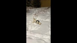 Excited pet dog dives headfirst into fresh snow