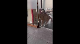 Agile kitten squeezes through narrow door gap