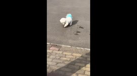 Pet Bichon dog prays while playing with brick