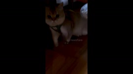 Pet lovebird hitches a ride on the back of cat