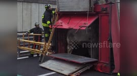 Cows run free as cattle truck overturns in Italy