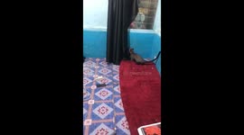 Two Weasels Fight, House Ceiling Destroyed and They Jump into House