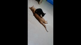 Black kitten massages tabby cat friend