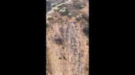 Herd of Bharals scales steep rocky mountains
