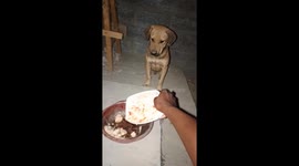 Dog waits as food is being served, somewhere in Zambia, Africa.
