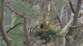 Austria: Red Pandas Delight in Christmas Surprise at Vienna Zoo