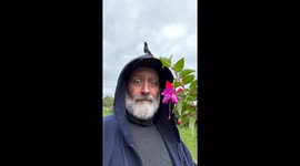 Hummingbird Dances From Man's Cap To Bloom