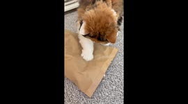 Cat Hides While Sibling Paws At Packaging