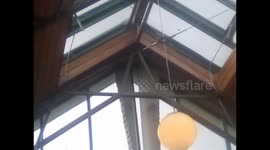 Funny Bird fly's into cafe to get food from the counter