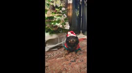 Dog Is Good Sport About Christmas Sweater Pictures