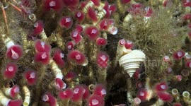 Scientists uncover hidden biodiversity along Chile coastline